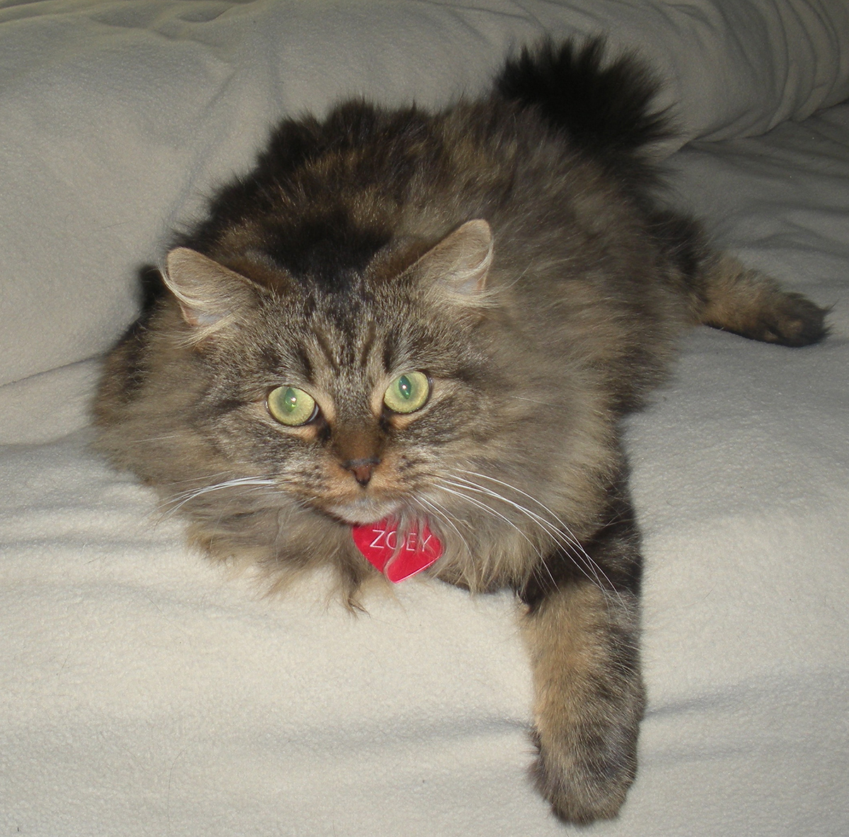 zoey on my bed -Small